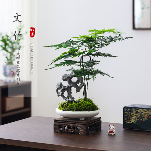 文竹盆栽好养客厅桌面净化空气