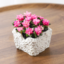 吹雪之松多肉植物盆栽室内好养活绿植懒人办公室桌面净化空气盆景