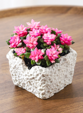 吹雪之松多肉植物盆栽室内好养活绿植懒人办公室桌面净化空气盆景