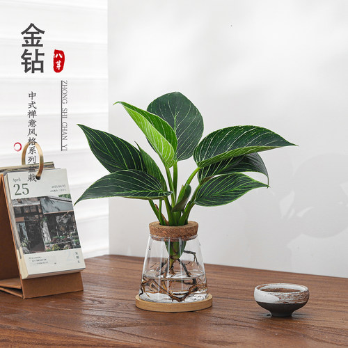 耐阴水培盆栽，无需日晒常年常青