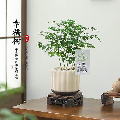 幸福树盆栽室内绿植净化空气