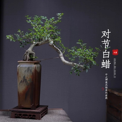 对节白蜡悬崖飘枝造型盆景办公室内客厅净化空气中式禅意庭院绿植