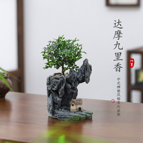 带盆栽好适合新手小白达摩散射光