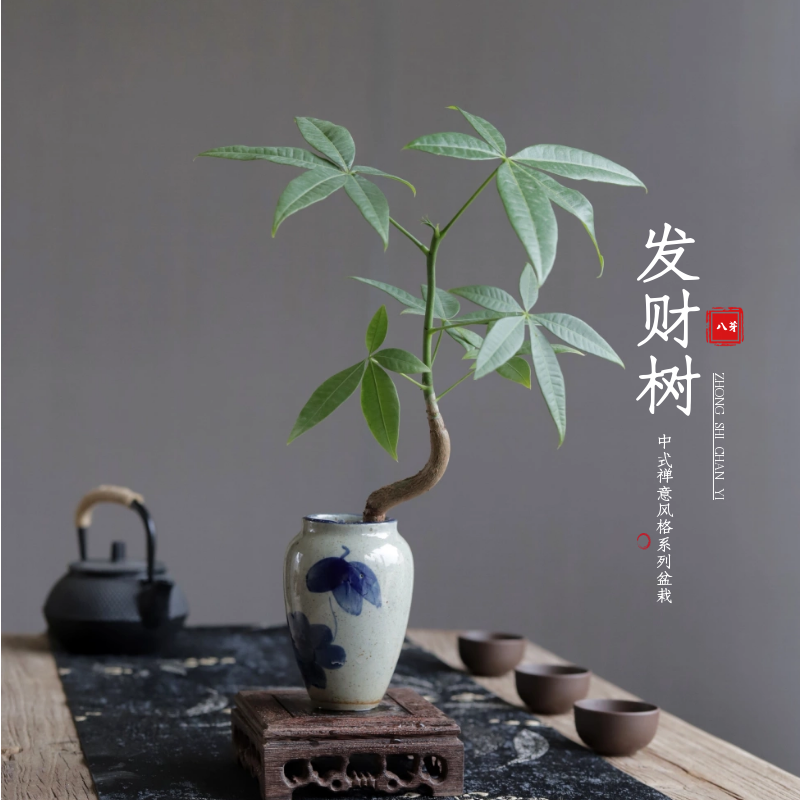 招发财树中式国风书房茶几室内净化空气吸甲醛绿植好养青花盆景栽