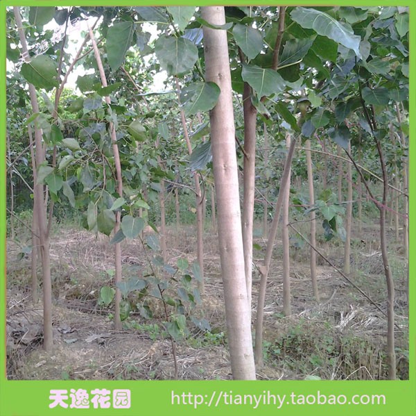 绿化树木佛门瑰宝金刚菩提平安