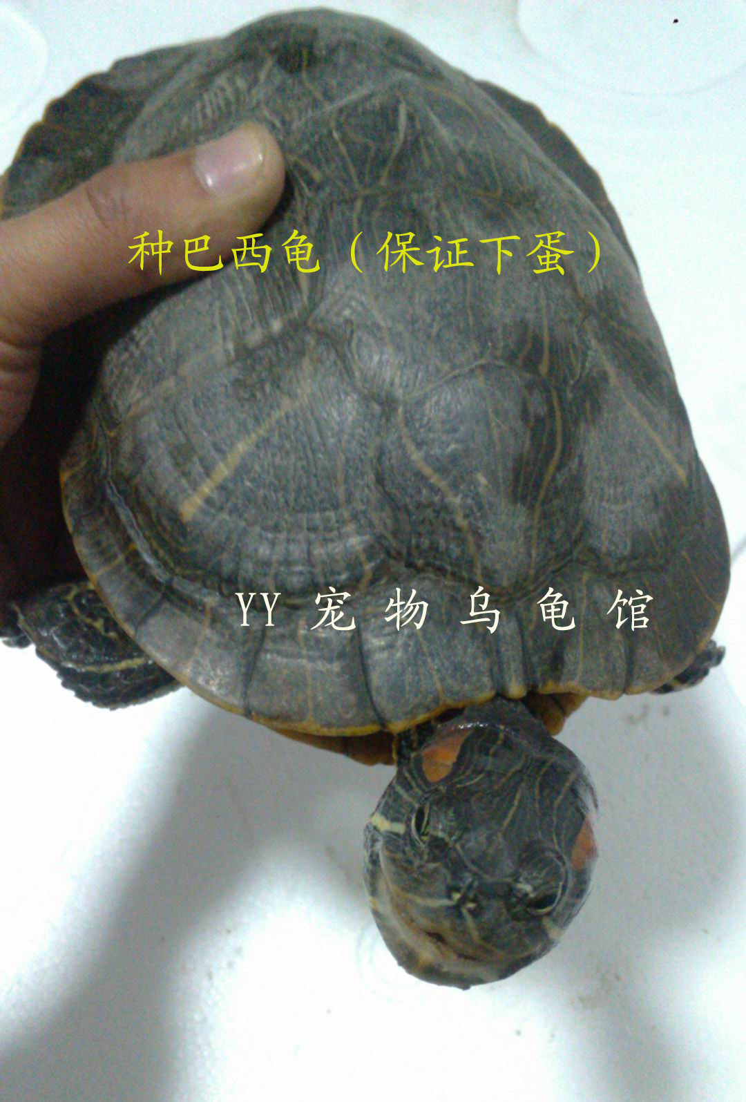 保证下蛋 活体巴西龟 宠物龟 重量2-2.5斤镇宅龟 江浙沪包邮