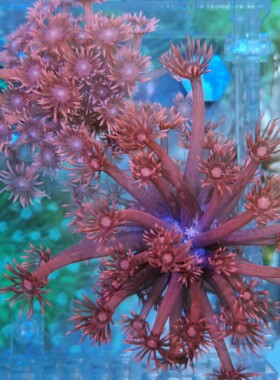海水鱼缸生物活体lps红单