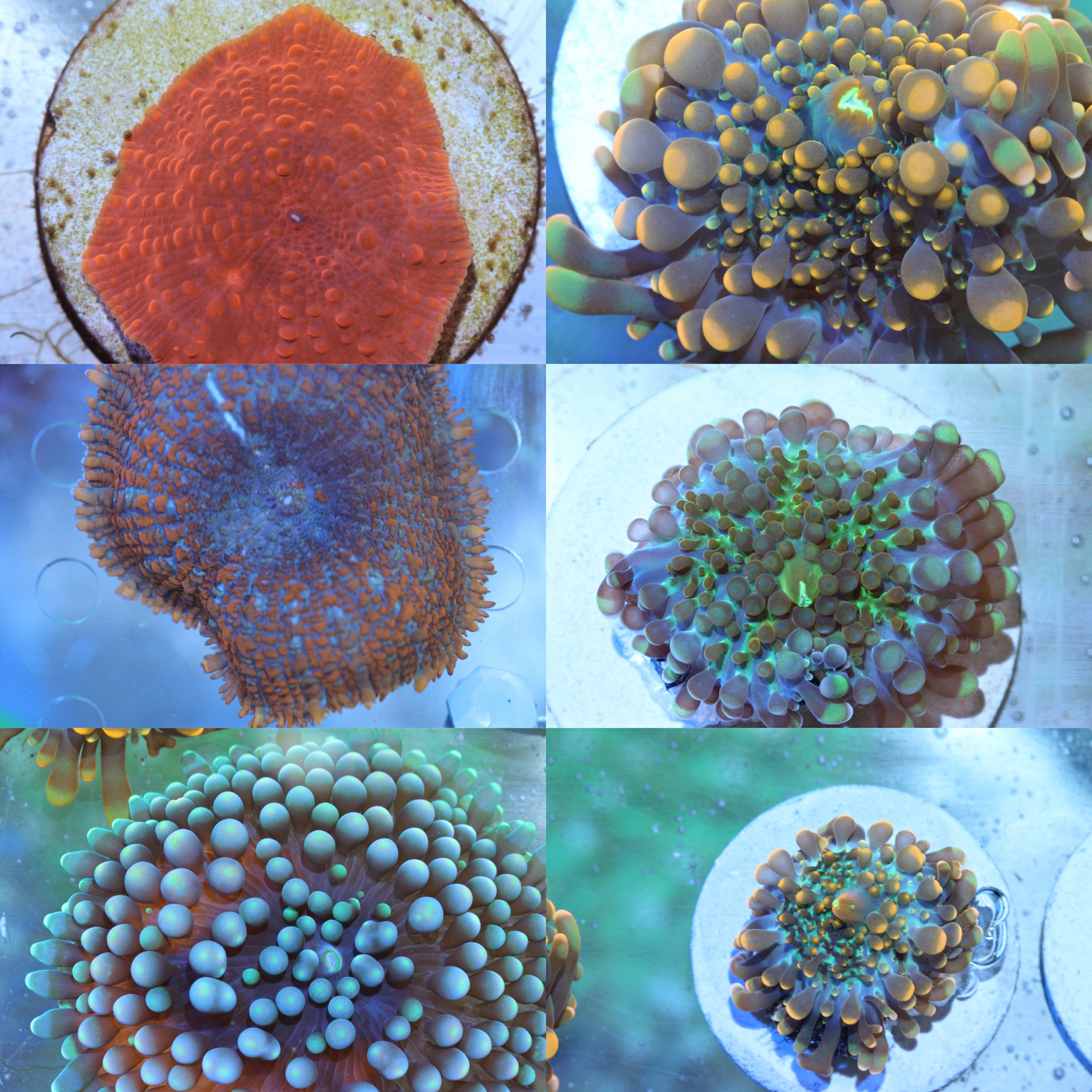 菇珊瑚 紅菇 靚色橙泡泡菇 綠YUMA RIC 實物實圖實拍