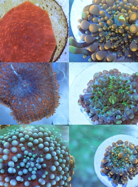 菇珊瑚 红菇 靓色橙泡泡菇 绿YUMA RIC 实物实图实拍