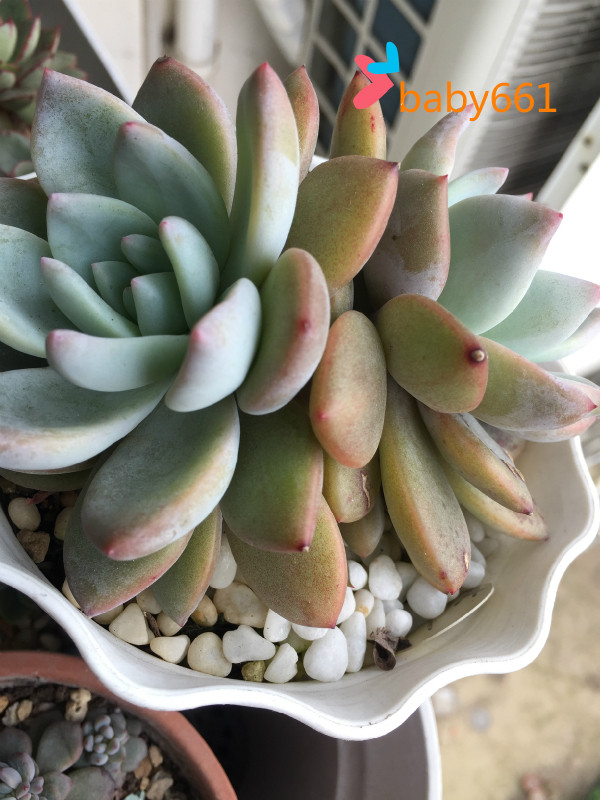 baby家*多肉景天* 芙蓉雪莲* 叶片 韩国进口植物盆栽一物一拍