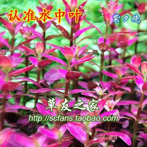 草友水草水下中叶印度小圆叶中景
