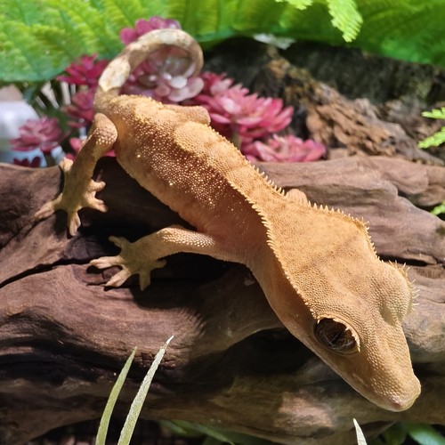 睫角守宫活体r属守宫入门爬宠