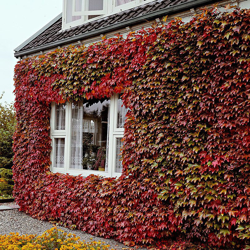 爬山虎苗爬藤植物四季常青庭院室外盆栽美国地锦三叶五叶爬墙虎