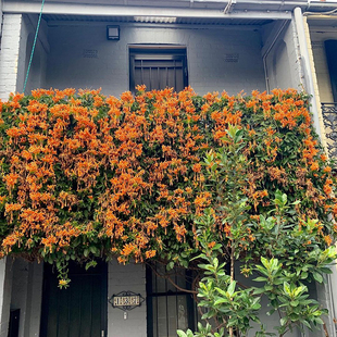 凌霄花树苗四季开花爬藤植物别墅阳台庭院攀援花卉盆栽绿化苗耐寒