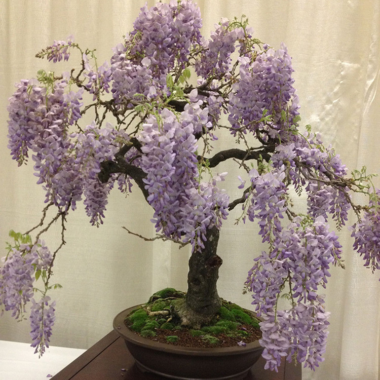紫藤花苗普罗旺斯紫藤萝瀑布远华紫藤盆栽嫁接苗爬藤庭院廊架预