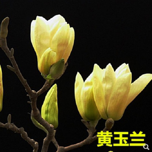 娇红一号玉兰树苗紫玉兰树苗红玉兰苗绿化苗木庭院南北方耐寒植