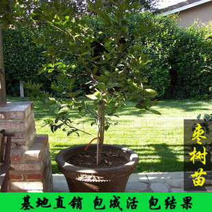 枣树活苗金丝枣嫁接特大枣树苗冬枣子苗当年结果南方北方种植果