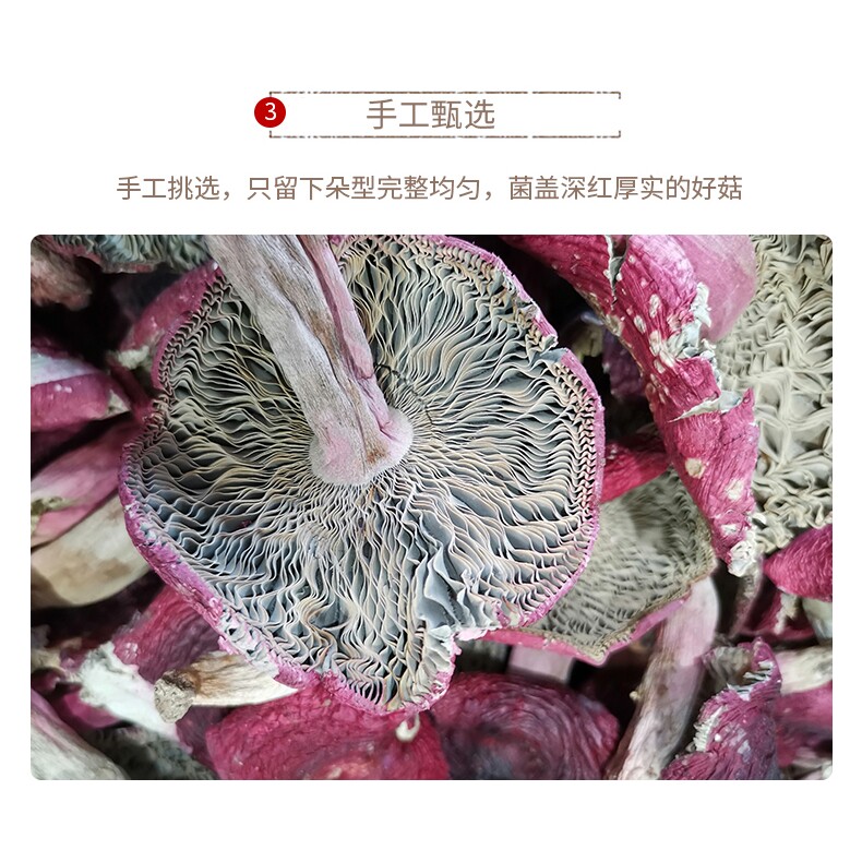 红菇野外生长炖汤味美