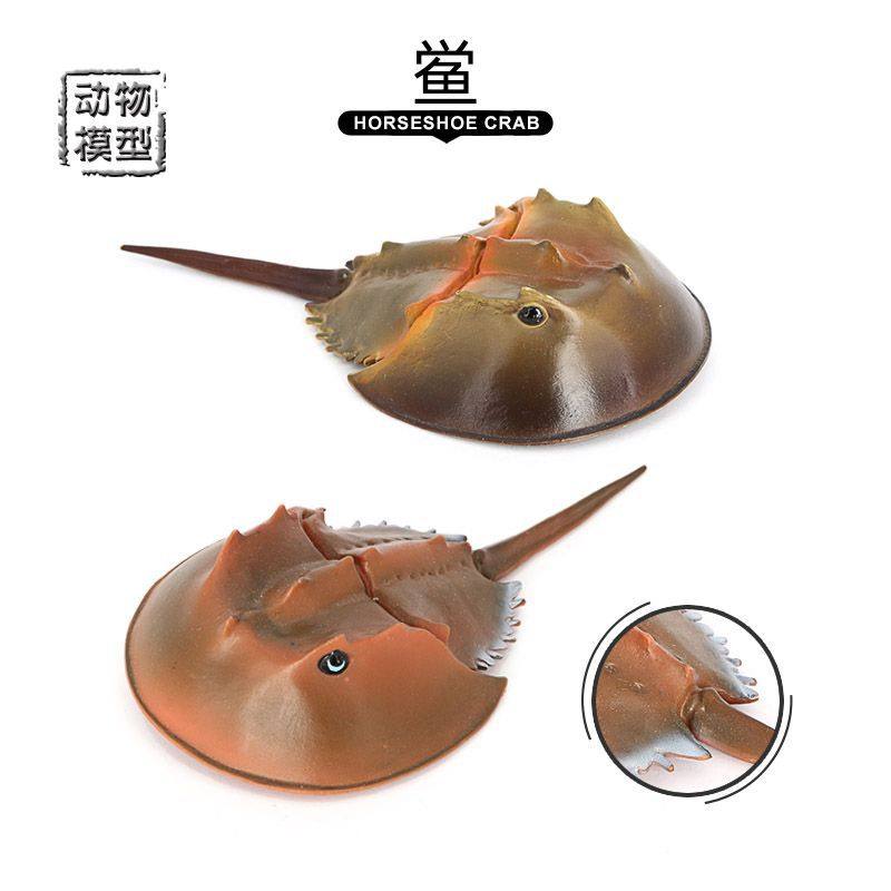 2cm鲎hou模型仿真中华鲎海洋动物远古生物儿童玩具马蹄蟹摆件