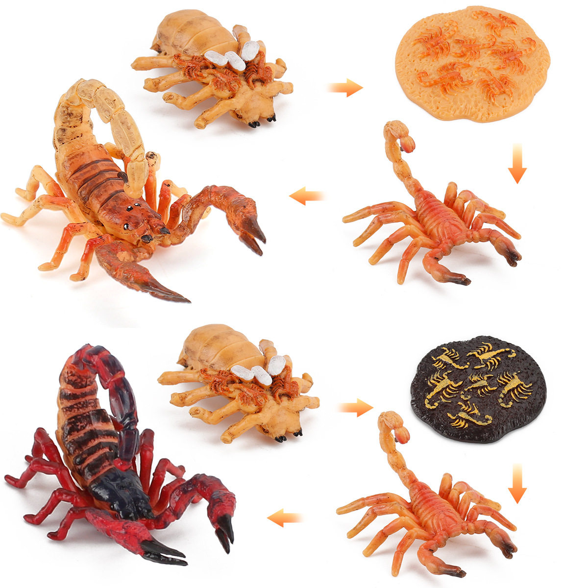 仿真蝎子成长周期模型4件套装动物生长过程摆件早教儿童玩具玩偶