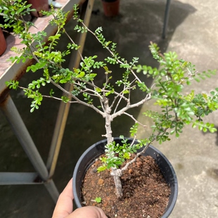 象足漆树 实生块根植物