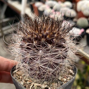 混乱玉 实生仙人球