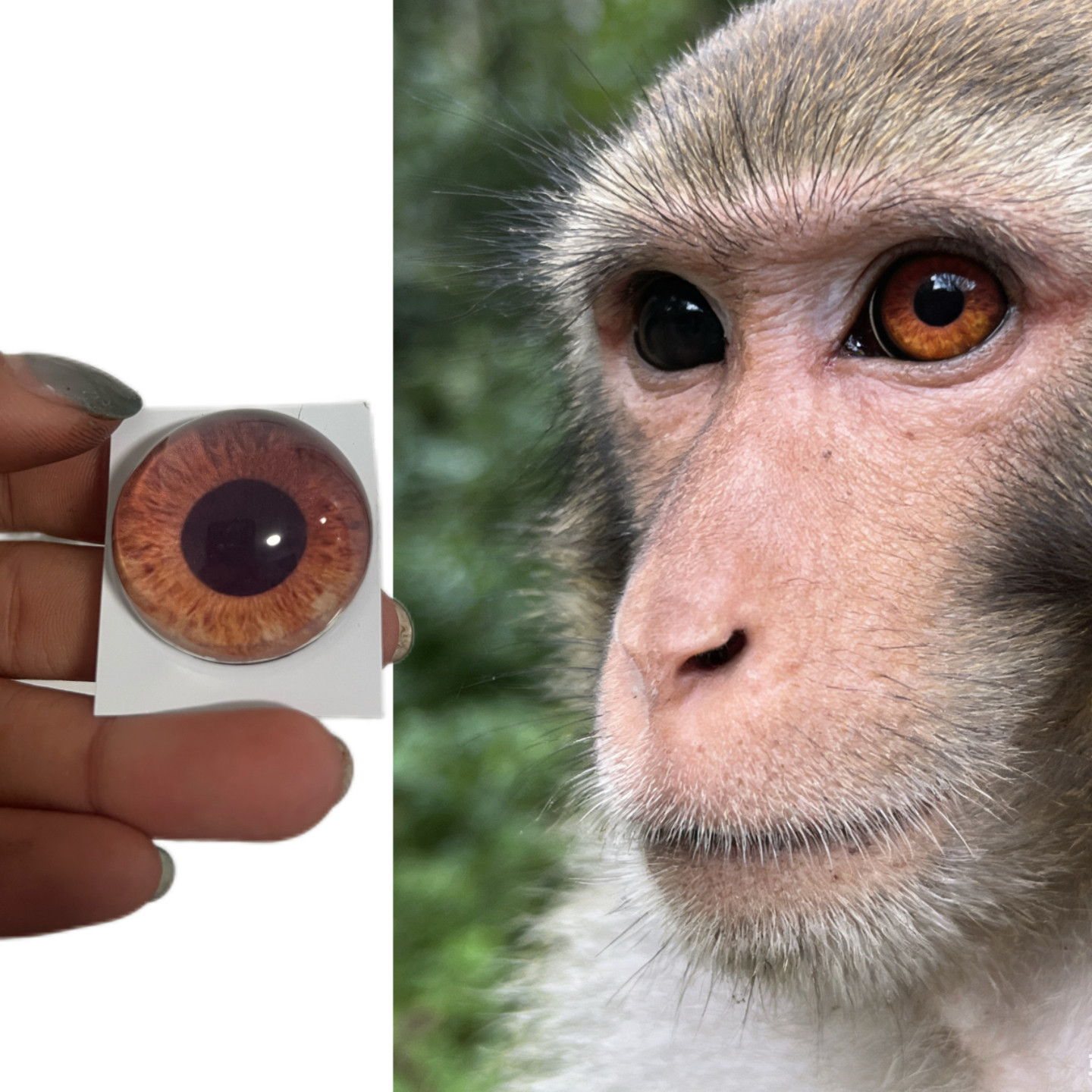 猴子兽头标本玩偶半球玻璃眼睛毛毡动物圆瞳仿真眼捏捏福瑞,模玩/动漫/周边/娃圈三坑/桌游,furry福瑞/兽装,淘宝优惠券,粉丝福利购,淘宝优惠卷