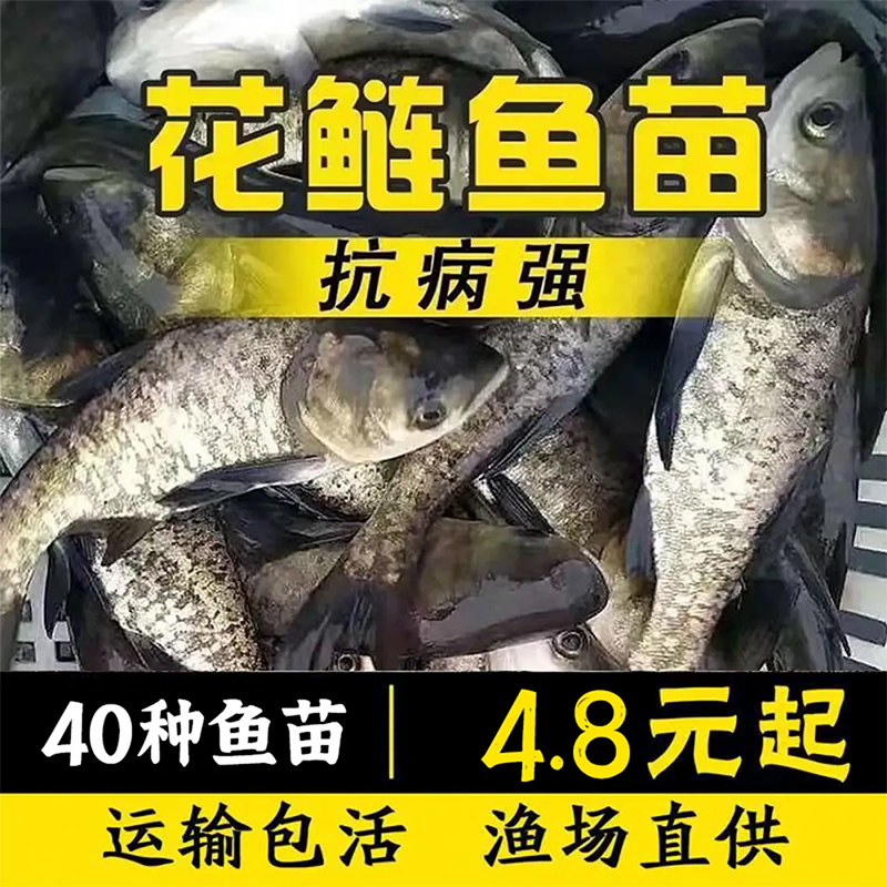 雄鱼花鲢大头鱼鲢鳙跳鲢淡水养殖