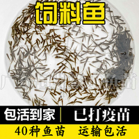 包活到家小魚(yú)活體飼料魚(yú)麥穗魚(yú)活魚(yú)喂鱖魚(yú)烏龜喂金龍桂花鱸魚(yú)龜糧