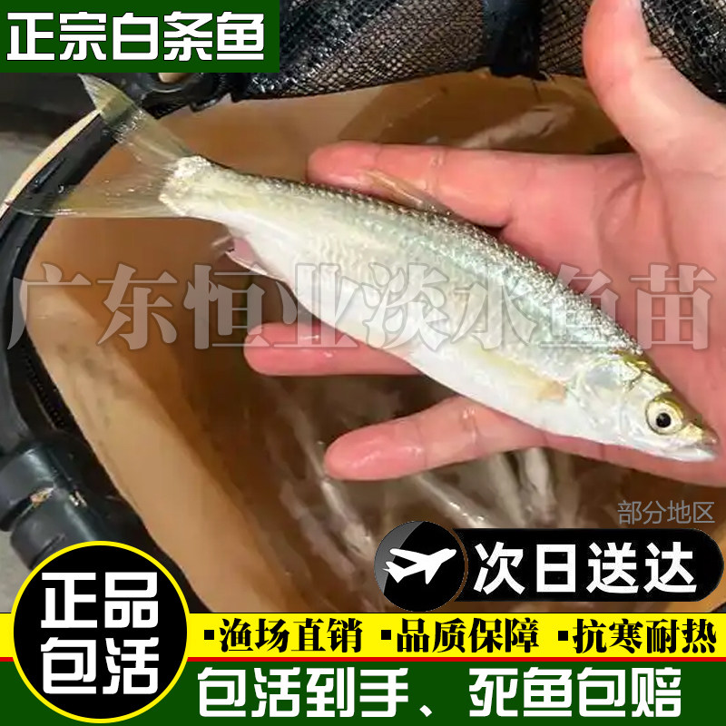 白条鱼活体餐条鱼原生观赏鱼冷水鱼原生鱼白条鱼鱼苗餐条鱼溪流鱼