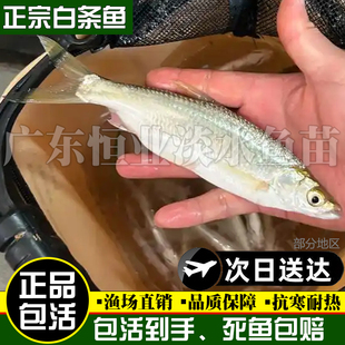 白条鱼活体餐条鱼原生观赏鱼冷水鱼原生鱼白条鱼鱼苗餐条鱼溪流鱼