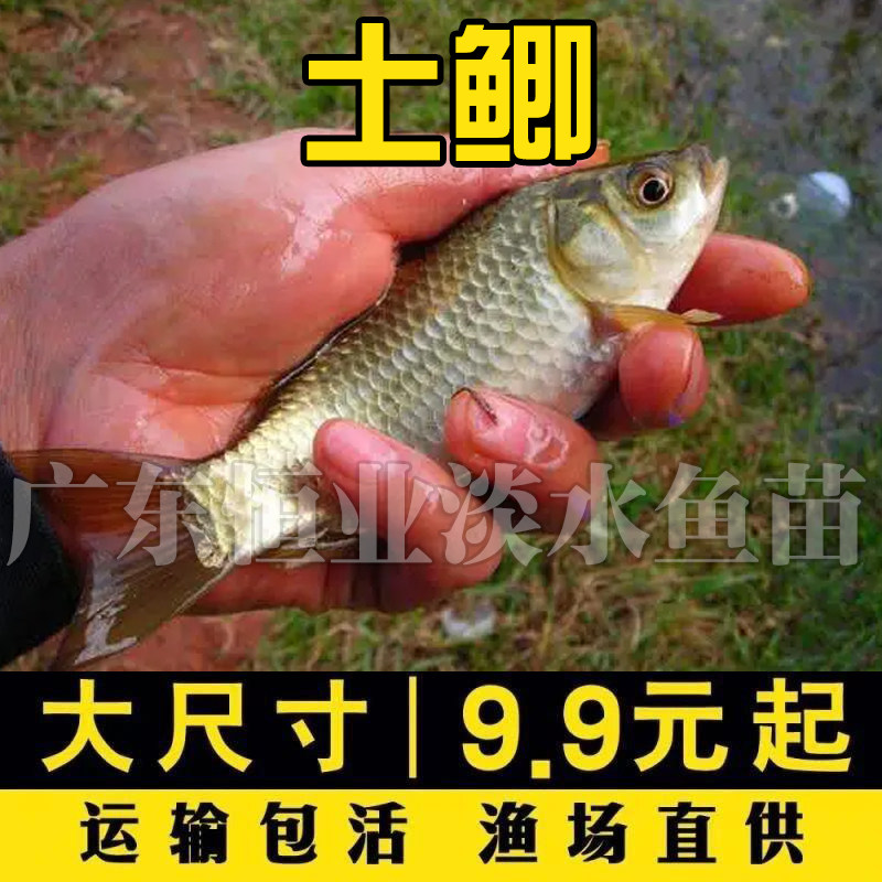 正宗优质原生土鲫鱼苗批发中科鲫黄金鲫淡水养殖食用活体可喂乌龟