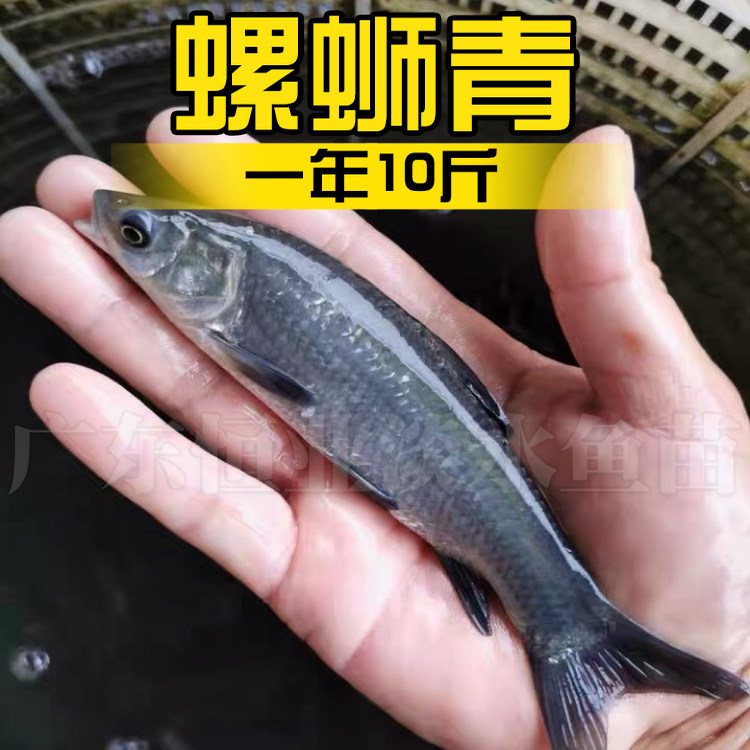 �������� ��ˮ��ˮ��ֳ ʳ���� ������ 2-4���� 30����20%���� 8.8Ԫ