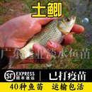 土鲫鱼苗工程鲫湘云大板中科五号淡冷水养殖活体草鱼 顺丰 包邮