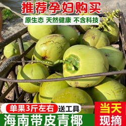 现摘超大果海南文昌三亚新鲜带皮青椰子汁水多孕妇补羊水椰青特产