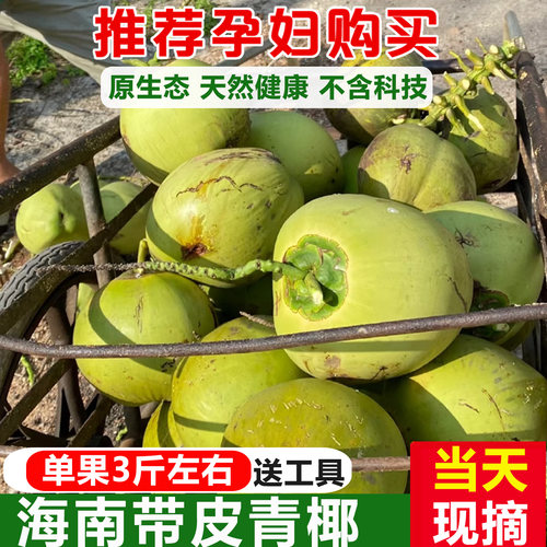 【15年老店】海南现摘青椰送工具
