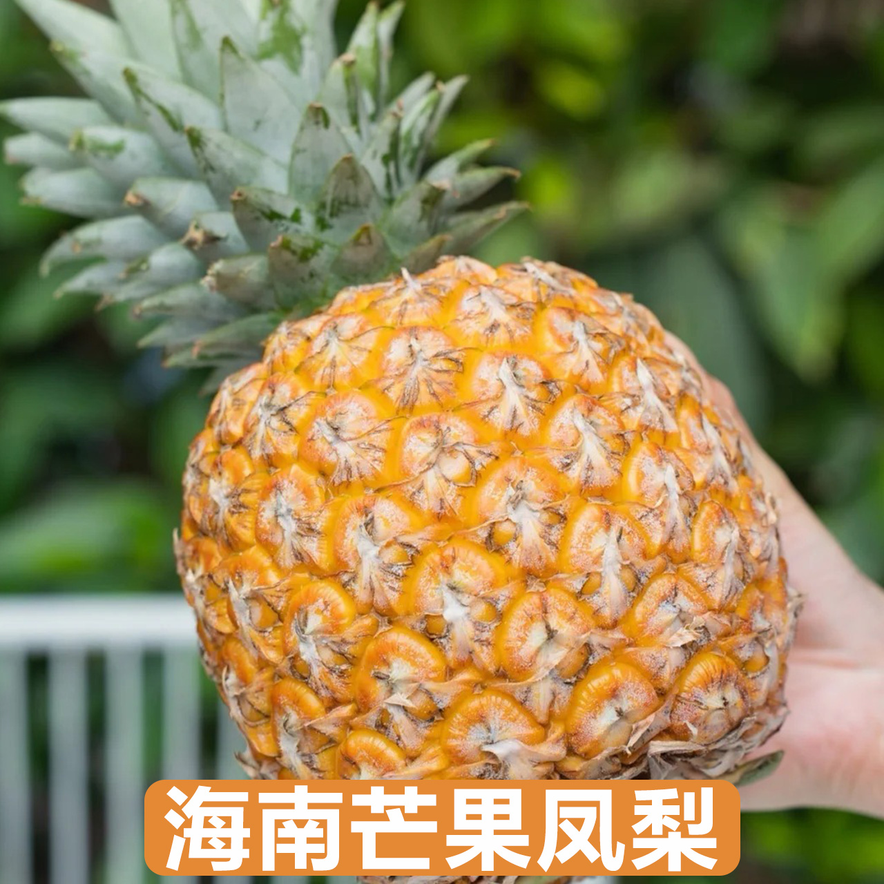 凤梨界的天花板只甜不酸芒果凤梨