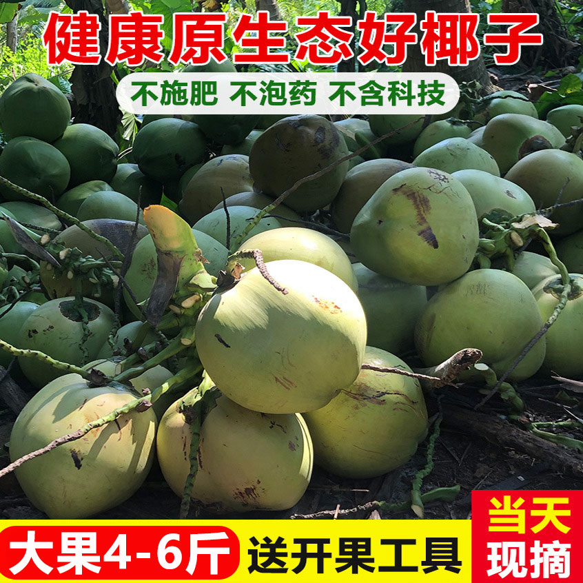 【13年老店】现摘大青椰+送工具