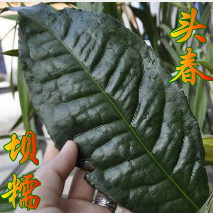 老茶2014年云南普洱生茶临沧勐库纯料晒青七子饼古树 坝糯头春茶