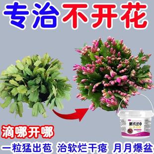 月月开花】蟹爪兰快速授粉开花营养液多花粉拯救蔫软烂黄叶不开花