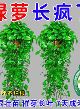 爆满盆】绿萝营养液水培肥料专用叶子发黄烂根催新芽促长新型肥料