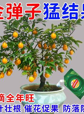 金弹子专用肥营养肥金蛋子肥料生根液盆景玉肥盆栽花肥老鸦柿土果