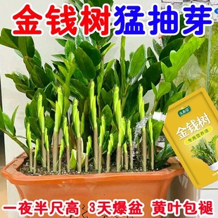 【疯长肥】金钱树营养液专用肥料黄叶急救叶子发黄烂根爆芽水溶肥