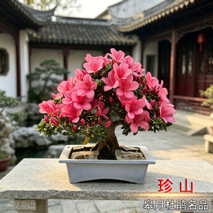 【珍山】皋月杜鹃 素材杯苗 日本进口夏娟单色【单瓣】杜鹃花