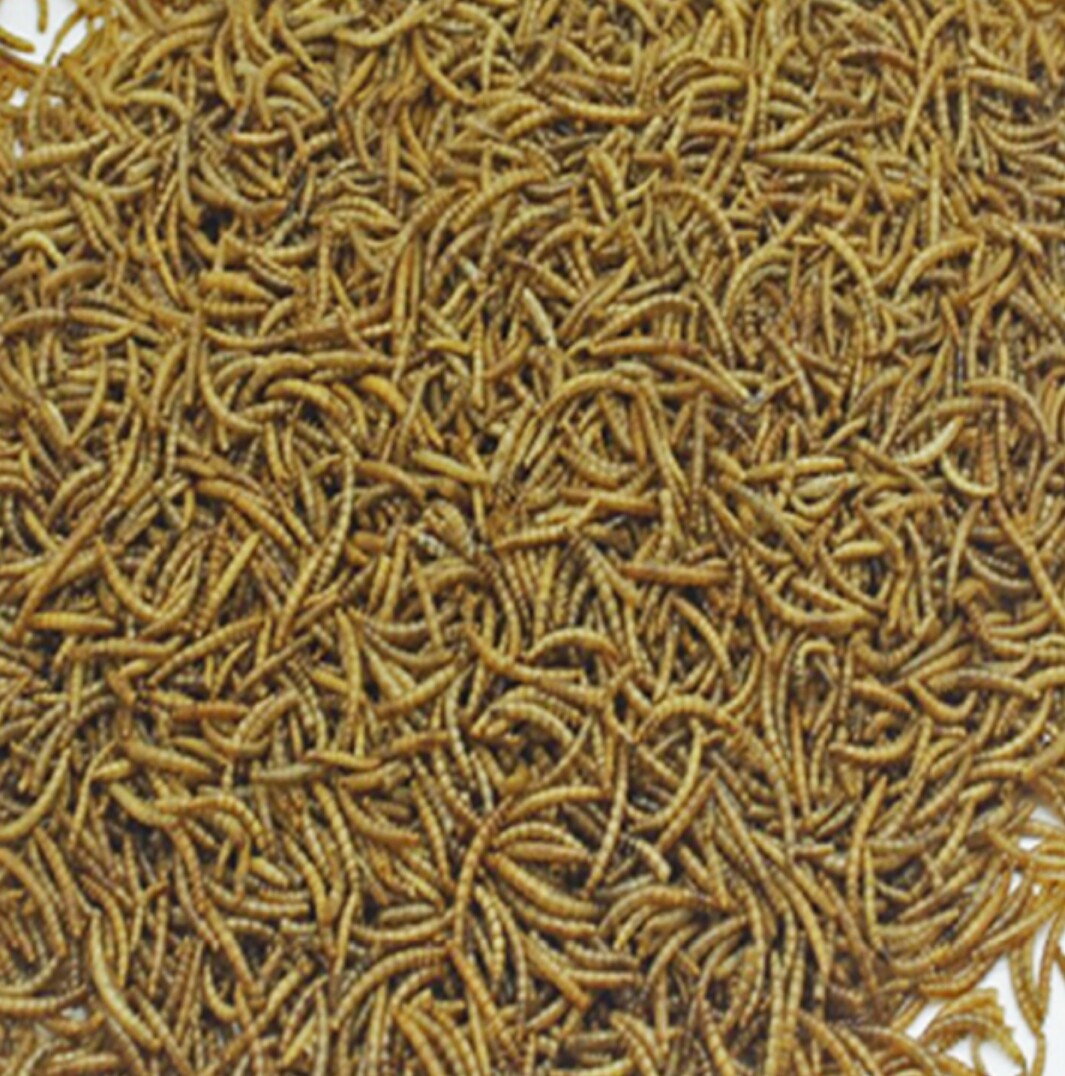 面包虫黄粉虫干500g一斤装
