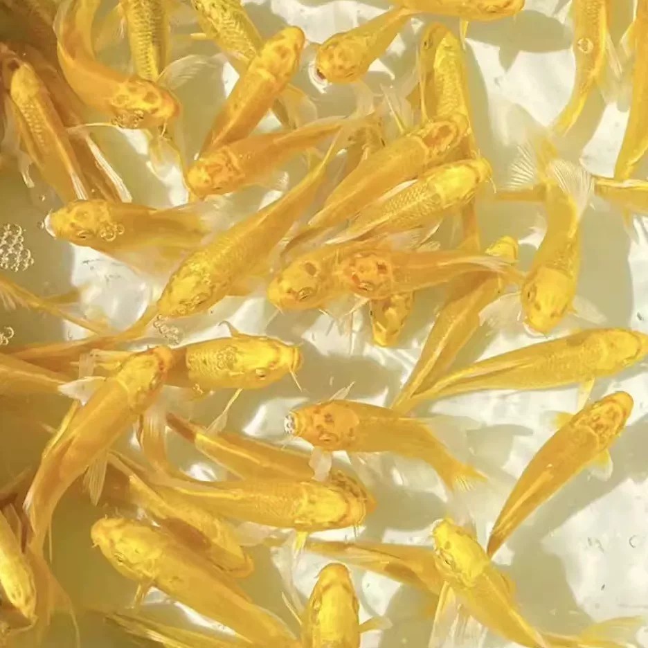【品质精选】黄金锦鲤鱼苗冷水观赏鱼好养皮实红白三色黑草小金鱼