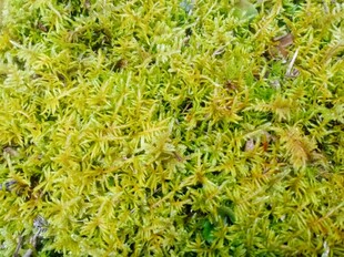 地苔藓三斤带根基庭院楼顶地皮平铺造景绿植浇水养护保鲜新品包邮