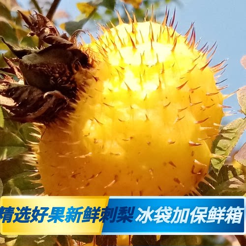 26新鲜精品黄金刺梨鲜果大果好果