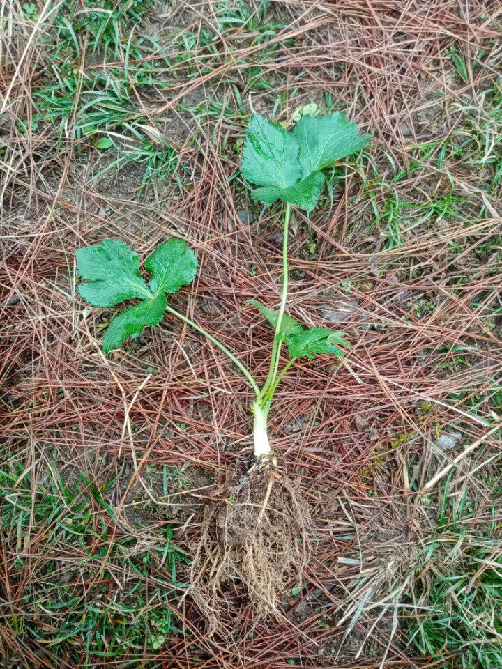 山芹菜野芹菜苗苗山区野菜带根系发达易活阳台花园常年种菜苗新品