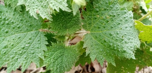 野生和嘛新鲜荨麻嫩尖叶火锅蔬菜食用野菜农产品产地直销保鲜发货